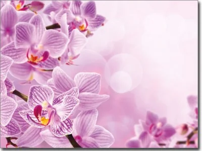 Glasdruck Pink Orchidee