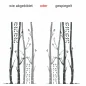 Preview: Birken als Wandtattoo mit Garderobenhaken - Ansicht Ausrichtung