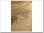 Preview: Glasdruck mit Seesternen am Strand in sepia