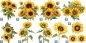 Preview: Aufkleber Sonnenblumen Dekorset zur individuellen Platzierung