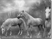 Preview: Tierbild Wilde Pferde