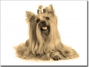 Preview: Yorkshire Terrier