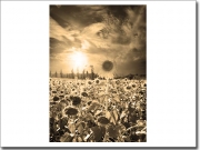 Preview: selbstklebende Fotofolie mit Sonnenblumenfeld in sepia
