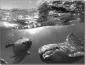 Mobile Preview: Hinterglasaufkleber mit Delphinen in schwarzweiss