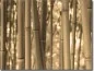 Mobile Preview: Foto auf Glas mit tollem Bambus in sepia