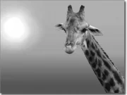 Preview: Fensterbild Giraffe