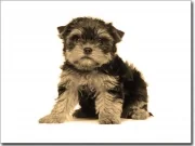 Preview: Yorkshire Terrier Baby