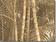 Mobile Preview: Glasposter Aufkleber Bambuswald Sepia