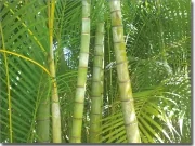 Preview: Digitaldruck Fensterbild Bambuswald