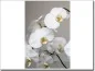 Preview: Glasbild mit weißer Orchidee