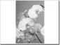 Preview: Bedruckte Fensterfolie weiße Orchidee schwarz-weiß