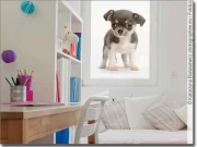 Preview: Fotofolie mit Chihuahua Baby
