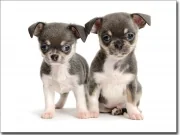 Mobile Preview: Foliendruck mit süßen Chihuahua Babys