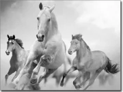 Preview: Tierdekor Wilde Pferde