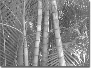 Preview: Glasdesign Aufkleber Bambuswald schwarz-weiß
