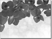 Preview: Glasprint Orchideenmeer schwarz-weiß