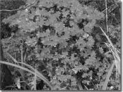 Preview: Aufkleber Fensterfoto Alpenrose schwarz-weiß