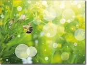 Preview: Foto auf Glas mit Biene