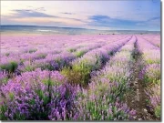 Preview: Fensterfolie Lavendelfeld in der Provence