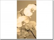 Preview: Türtattoo weiße Orchideen