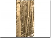 Mobile Preview: Klebefolie als Türbild Bambus