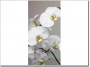 Preview: Türtattoo weiße Orchideen