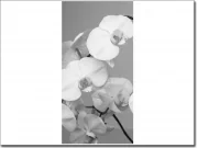 Preview: Türfolie Blumen in schwarz/weiß
