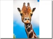 Preview: Türposter Giraffe