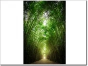 Preview: Türaufkleber Weg durch Bambuswald