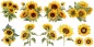 Preview: Wandtattoo Sommer Sonnenblumen