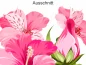 Preview: Hibiskus Blütenset - Ansicht Ausschnitt Preview: Hibiskus Blütenset - Ansicht Ausschnitt