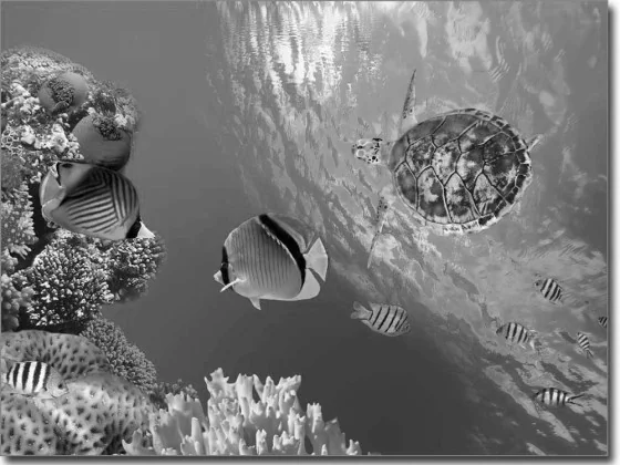 Foliendruck mit Unterwasserwelt in schwarz weiß
