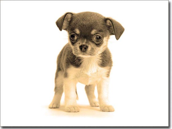 Preview: Fotofolie Chihuahua Baby Preview: Fotofolie Chihuahua Baby