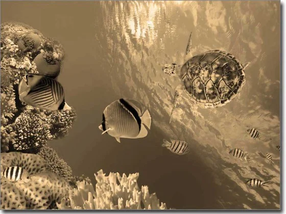 Fotofolie mit Unterwasserwelt in sepia