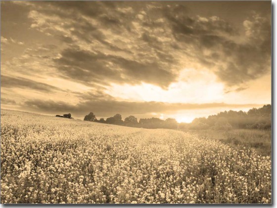 Preview: Sommerlandschaft