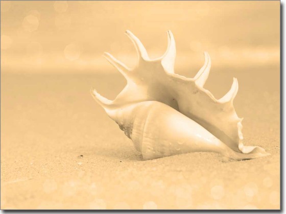 Preview: Weiße Muschel Preview: Weiße Muschel