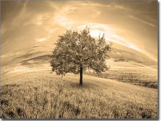 Preview: Wunderland Preview: Wunderland