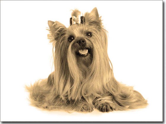Preview: Yorkshire Terrier Preview: Yorkshire Terrier