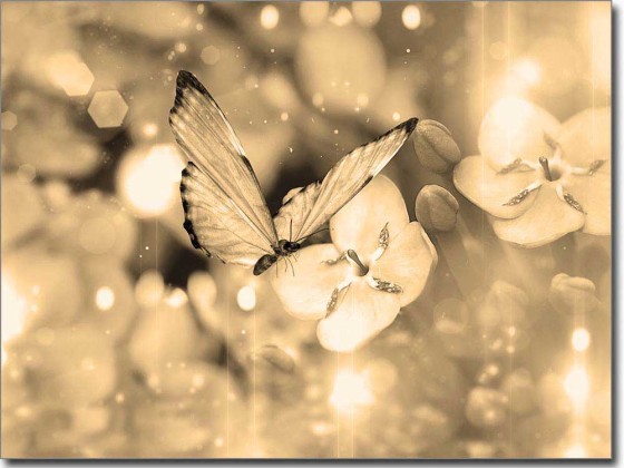 Preview: Bedruckte Folie Butterfly Preview: Bedruckte Folie Butterfly