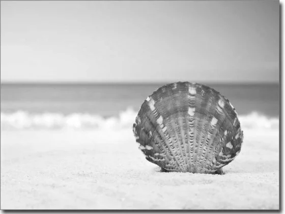 Hinterglasaufkleber mit Muschel im Sand in schwarzweiß