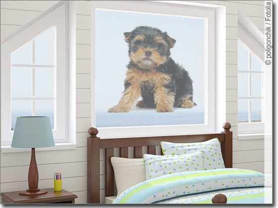 Preview: Yorkshire Terrier Baby Preview: Yorkshire Terrier Baby