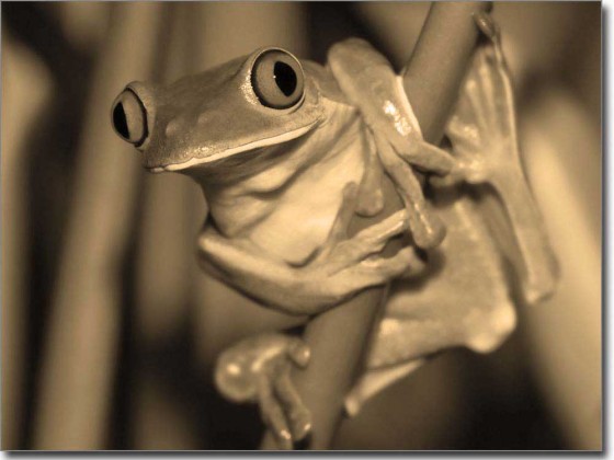 Preview: Fenster Foto Frosch Preview: Fenster Foto Frosch