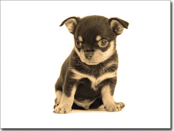 Preview: Glasdruck Hundebaby Preview: Glasdruck Hundebaby