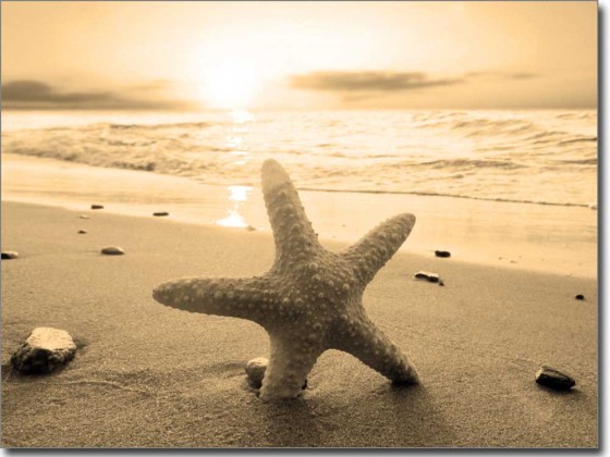 Preview: Glasprint Seestern