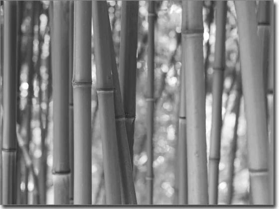 Schöner Bambus als Glasprint
