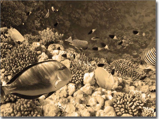 Preview: Glasprint Fische Preview: Glasprint Fische