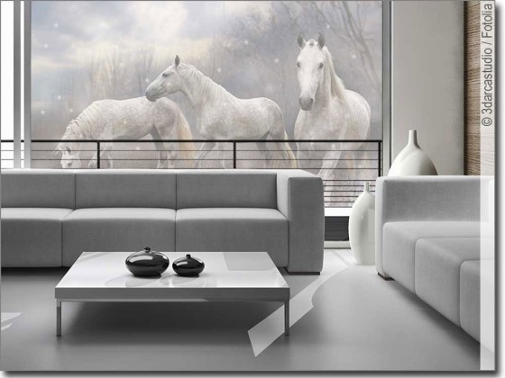 Preview: Tierbild Wilde Pferde