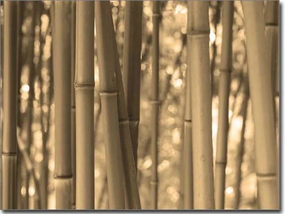 Foto auf Glas mit tollem Bambus in sepia
