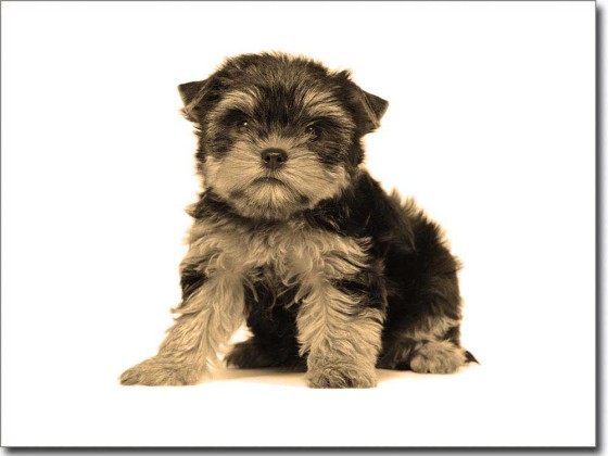 Preview: Yorkshire Terrier Baby Preview: Yorkshire Terrier Baby