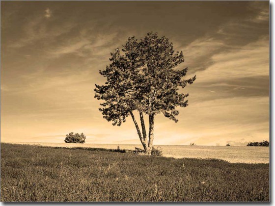 Preview: Lavendel Traum Preview: Lavendel Traum